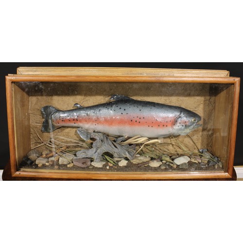 2222 - Taxidermy - a naturalistically mounted Rainbow Trout, wall mounting glazed pine case,  39cm high, 75... 