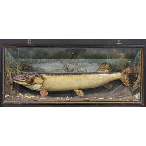 2224 - Taxidermy - a pike, naturistically mounted, ebonised case, 46cm high, 109.5cm wide, 20cm deep, late ... 