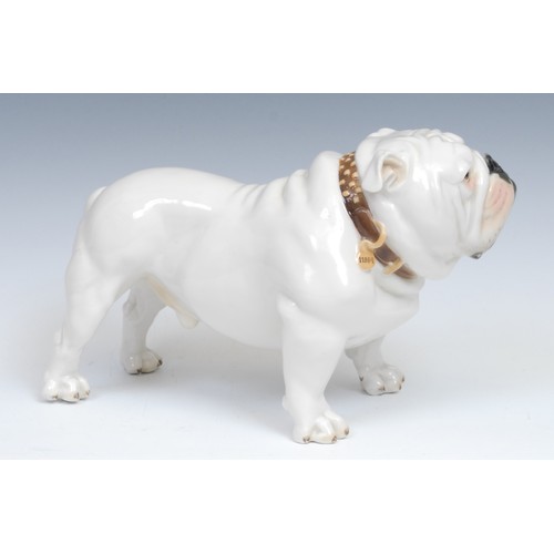 263 - A Nymphenburg porcelain model, of a male bull dog, standing with studded collar, highlighted in pink... 