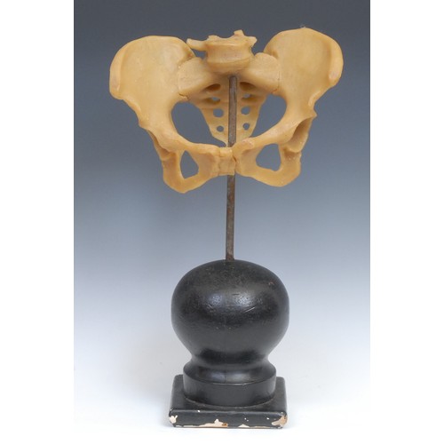 2589 - Medical Interest - Osteology - a wax didactic anatomical model, of a human pelvis, 46cm high overall