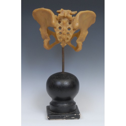 2589 - Medical Interest - Osteology - a wax didactic anatomical model, of a human pelvis, 46cm high overall