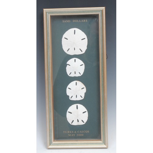 2345 - Natural History - an arrangement of four sand dollars (clypeaster reticulatus), framed, the diorama ... 