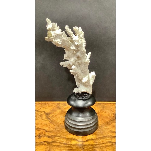 1868 - Natural History - a coral specimen, mounted for display, 23cm high