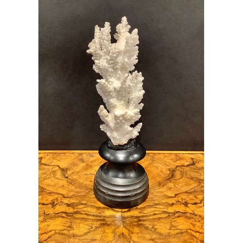 1868 - Natural History - a coral specimen, mounted for display, 23cm high