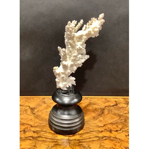 1868 - Natural History - a coral specimen, mounted for display, 23cm high