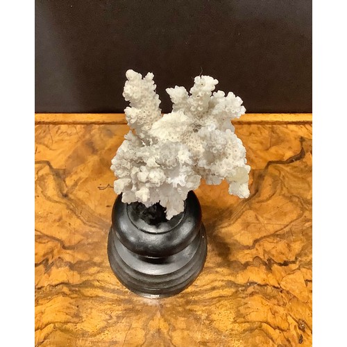 1868 - Natural History - a coral specimen, mounted for display, 23cm high