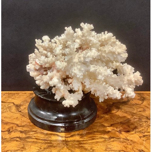 2338 - Natural History - a coral specimen, mounted for display, 21cm wide