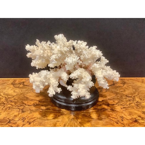 2338 - Natural History - a coral specimen, mounted for display, 21cm wide