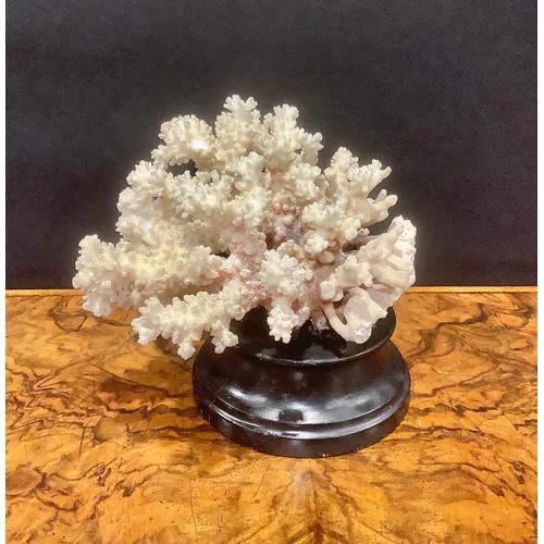 2338 - Natural History - a coral specimen, mounted for display, 21cm wide