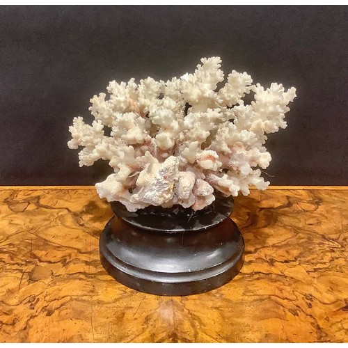 2338 - Natural History - a coral specimen, mounted for display, 21cm wide