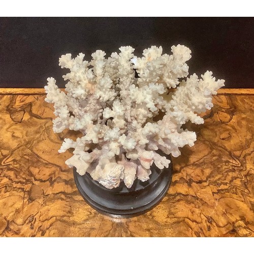 2338 - Natural History - a coral specimen, mounted for display, 21cm wide