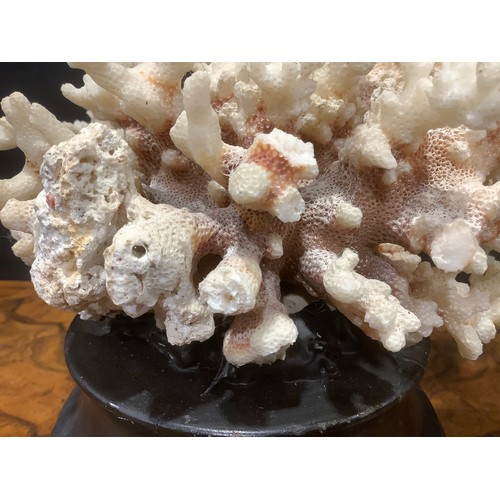 2338 - Natural History - a coral specimen, mounted for display, 21cm wide