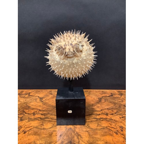 2343 - Natural History - a spiny puffer fish (tetraodontidae), mounted for display, 19cm high