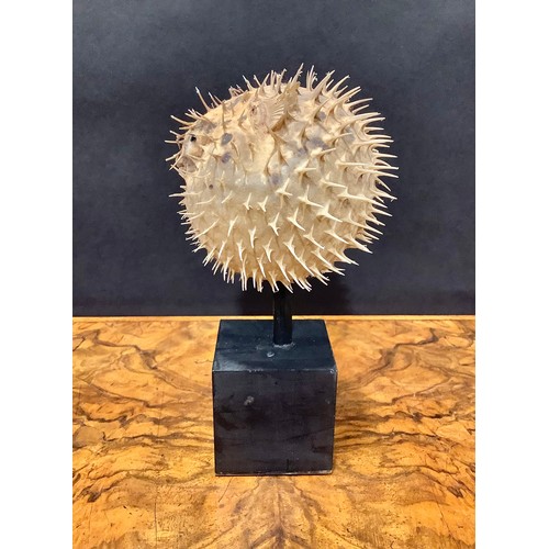 2343 - Natural History - a spiny puffer fish (tetraodontidae), mounted for display, 19cm high