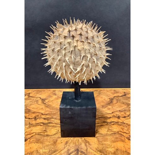 2343 - Natural History - a spiny puffer fish (tetraodontidae), mounted for display, 19cm high