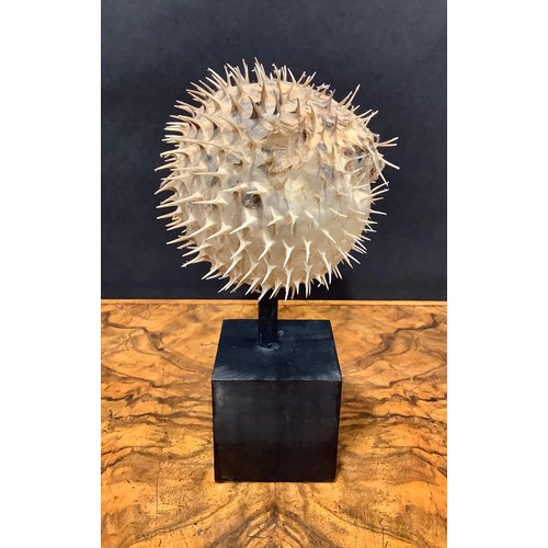 2343 - Natural History - a spiny puffer fish (tetraodontidae), mounted for display, 19cm high