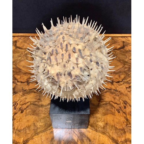 2343 - Natural History - a spiny puffer fish (tetraodontidae), mounted for display, 19cm high