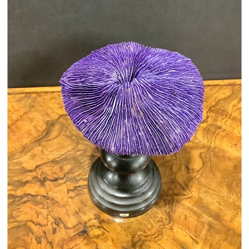 2340 - Natural History - a mushroom coral specimen, mounted for display, 15.5cm high