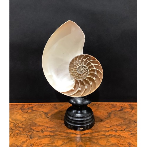 2334 - Natural History - a bisected tiger nautilus shell, mounted for display, 25.5cm high