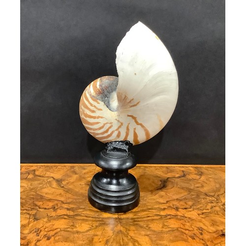 2334 - Natural History - a bisected tiger nautilus shell, mounted for display, 25.5cm high