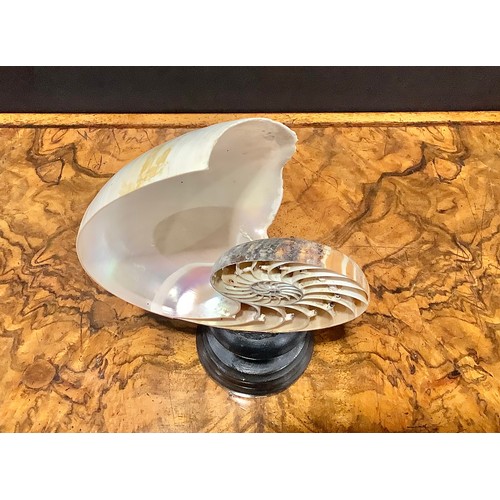 2334 - Natural History - a bisected tiger nautilus shell, mounted for display, 25.5cm high