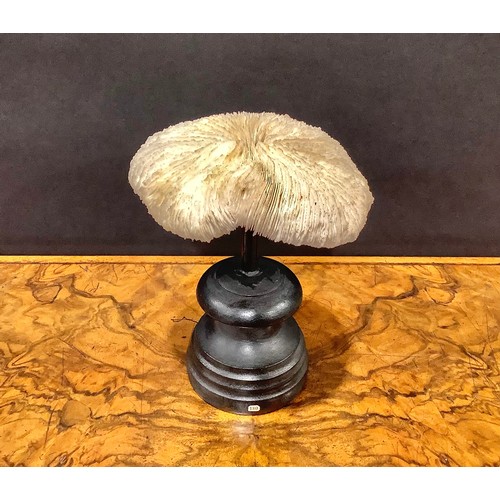 2341 - Natural History - a mushroom coral specimen, mounted for display, 16.5cm high overall