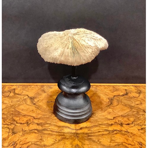 2341 - Natural History - a mushroom coral specimen, mounted for display, 16.5cm high overall