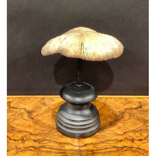 2341 - Natural History - a mushroom coral specimen, mounted for display, 16.5cm high overall