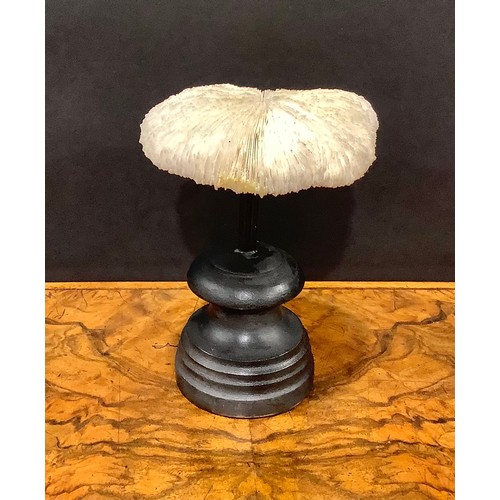 2341 - Natural History - a mushroom coral specimen, mounted for display, 16.5cm high overall