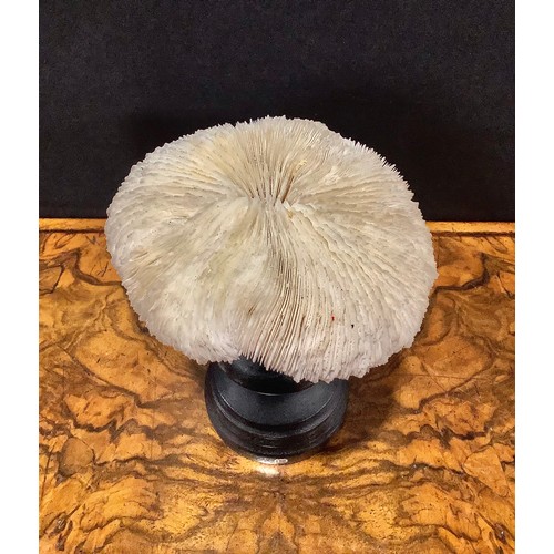 2341 - Natural History - a mushroom coral specimen, mounted for display, 16.5cm high overall