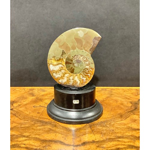 2374 - Natural History - Palaeontology - an ammonite fossil, bisected and polished, mounted for display, 11... 