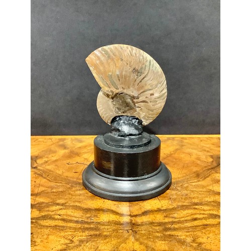 2374 - Natural History - Palaeontology - an ammonite fossil, bisected and polished, mounted for display, 11... 