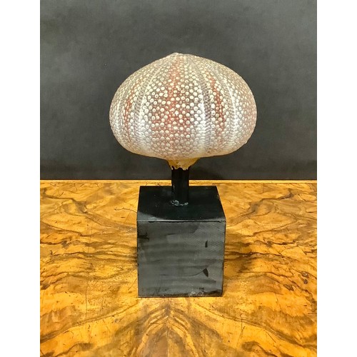 2342 - Natural History - a sea urchin, mounted for display, 16cm high