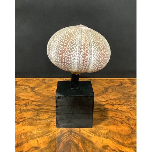 2342 - Natural History - a sea urchin, mounted for display, 16cm high