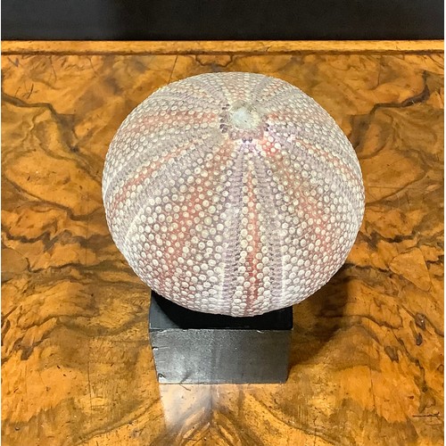 2342 - Natural History - a sea urchin, mounted for display, 16cm high