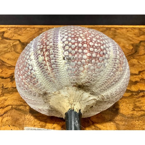 2342 - Natural History - a sea urchin, mounted for display, 16cm high