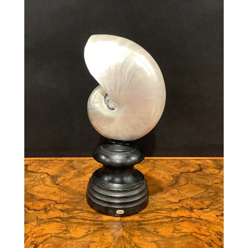 2347 - Natural History - Conchology - a pearl nautilus shell, mounted for display, 19.5cm high