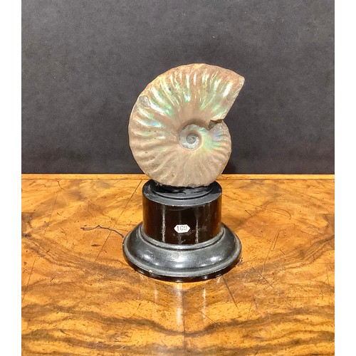 2373 - Natural History - Palaeontology - a pearly ammonite fossil, mounted for display, 10cm high overall