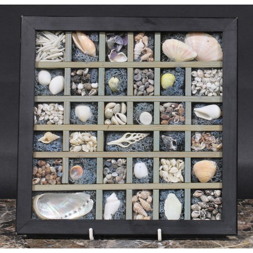 2348 - Natural History - Conchology - an arrangement of sea shells, the compartmented diorama 27cm wide ove... 