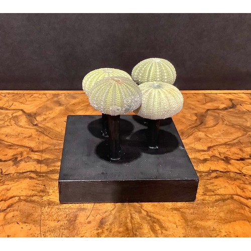 2349 - Natural History - miniature sea urchins, mounted for display, 8cm high