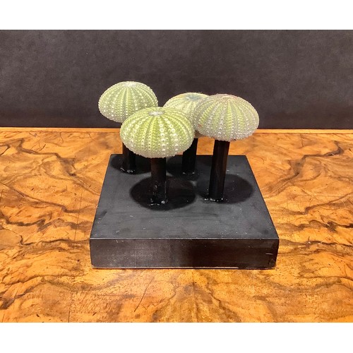 2349 - Natural History - miniature sea urchins, mounted for display, 8cm high