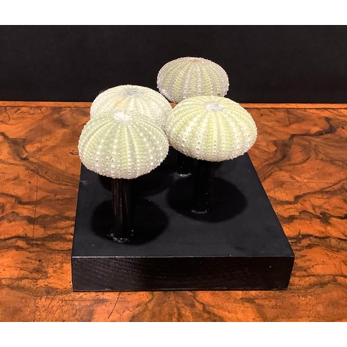 2349 - Natural History - miniature sea urchins, mounted for display, 8cm high