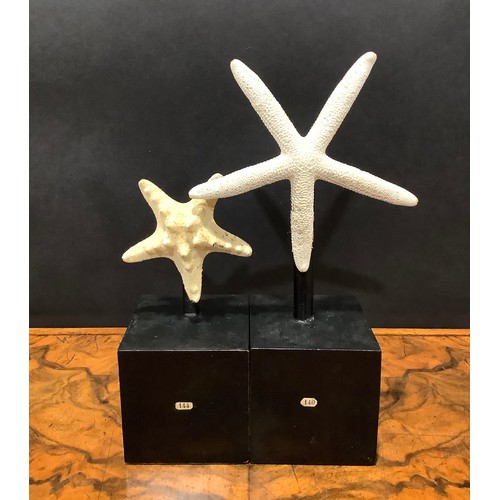 2344 - Natural History - a starfish specimen, mounted for display, 19cm high overall; another (2)