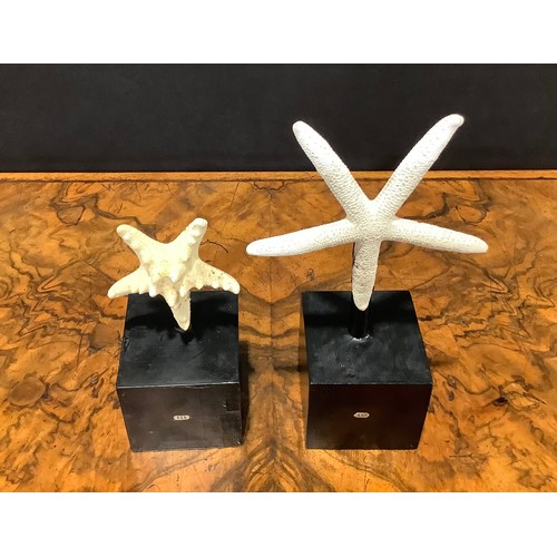 2344 - Natural History - a starfish specimen, mounted for display, 19cm high overall; another (2)