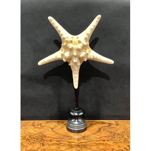 2339 - Natural History - a large starfish specimen, mounted for display, 40cm high overall