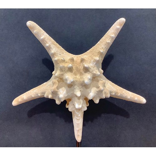 2339 - Natural History - a large starfish specimen, mounted for display, 40cm high overall