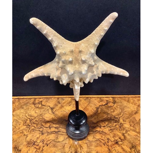 2339 - Natural History - a large starfish specimen, mounted for display, 40cm high overall