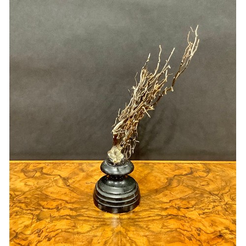 2335 - Natural History - a black coral specimen, mounted for display, 26cm high