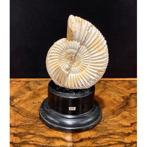 2375 - Natural History - Palaeontology - an ammonite fossil, mounted for display, 12.5cm high