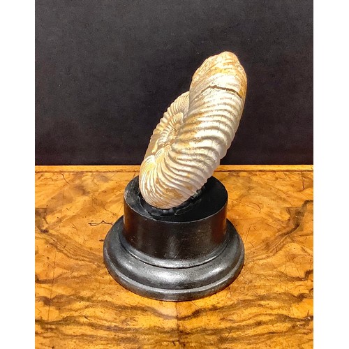 2375 - Natural History - Palaeontology - an ammonite fossil, mounted for display, 12.5cm high